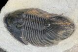 Platyscutellum Trilobite - Rare Type From Atchana #46445-2
